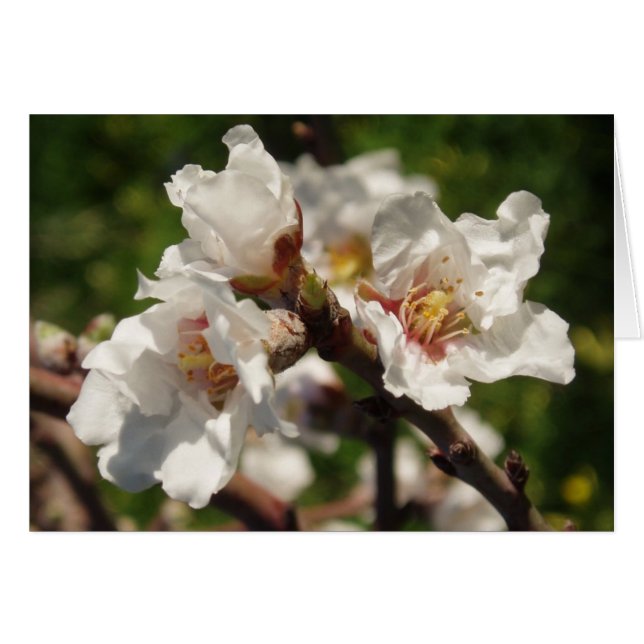 Almond Blossom Card (Front Horizontal)