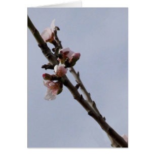 Almond Blossom Card