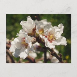 Almond Blossom Postcard