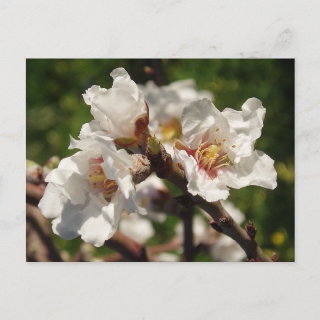 Almond Blossom Postcard (Front)