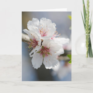 Almond blossoming card