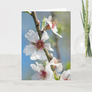 Almond blossoming card