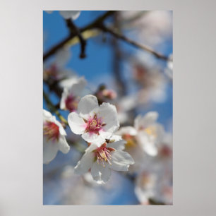 Almond blossoming poster