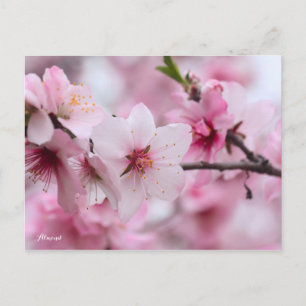 Almond [Postcard] Postcard