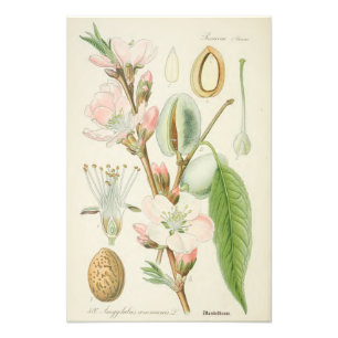 Almond Tree, Amygdalus communis, Photo Print
