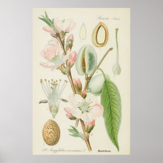 Almond Tree, Amygdalus communis, Poster