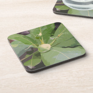 Almond Tree Closeup Coaster