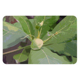 Almond Tree Closeup Magnet