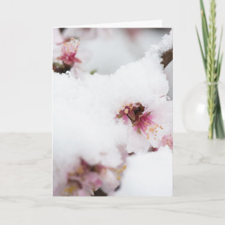 Almond tree flowers covered by snow card
