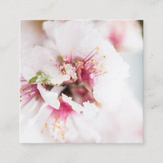 Almond tree flowers covered by snow square business card