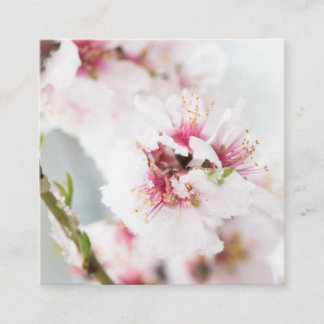Almond tree flowers covered by snow square business card