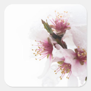Almond tree flowers covered by snow square sticker
