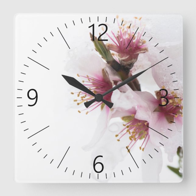 Almond tree flowers covered by snow square wall clock (Front)