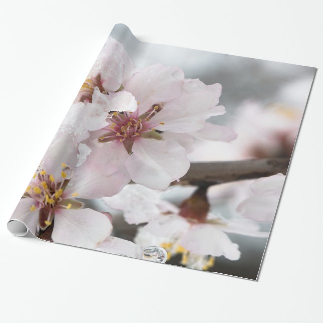 Almond tree flowers covered by snow wrapping paper (Unrolled)