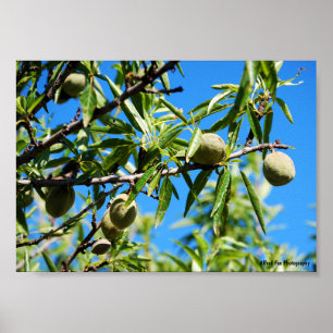 Almonds in Blue Sky Poster