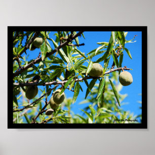 Almonds in Blue Sky Poster