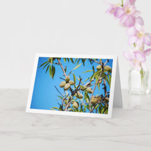 Almonds on Tree Branch Card