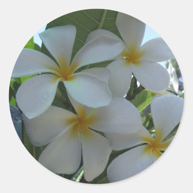 Almost Edible Frangipani Classic Round Sticker (Front)
