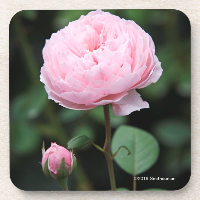 Alnwick Castle Rose Coaster (Front)