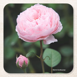 Alnwick Castle Rose Square Paper Coaster