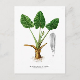 Alocasia montana postcard