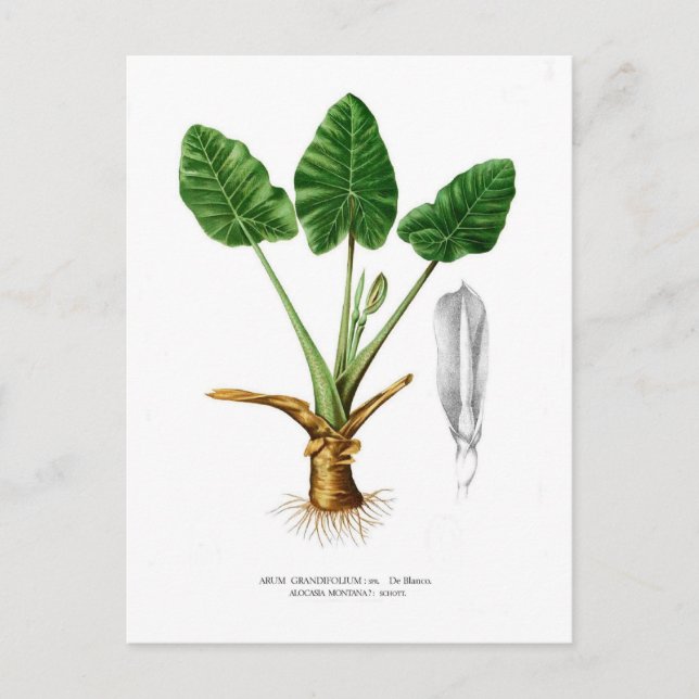 Alocasia montana postcard (Front)