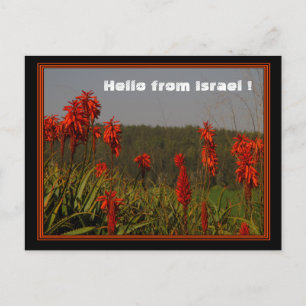 Aloe arborescens Postcard