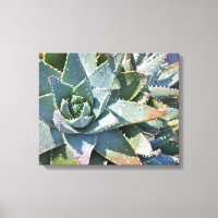 Aloe brevifolia by Debra Lee Baldwin