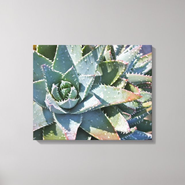 Aloe brevifolia by Debra Lee Baldwin Canvas Print (Front)