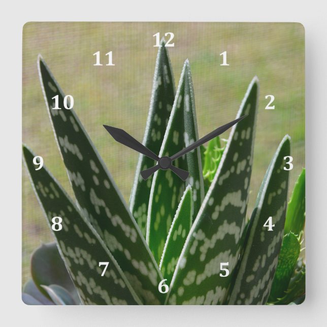 Aloe "Gator" Variegata Succulent Square Wall Clock (Front)