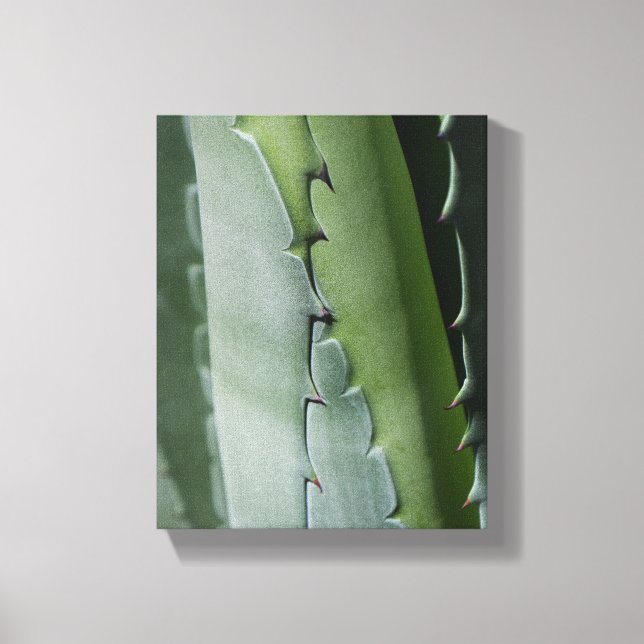 Aloe - Macro Fine Art Photograph Canvas Print (Front)