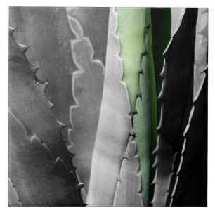Aloe - Macro Fine Art Photograph in Black & White Tile