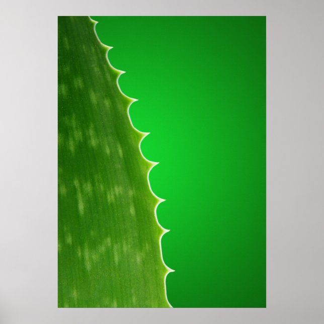 Aloe plant poster (Front)