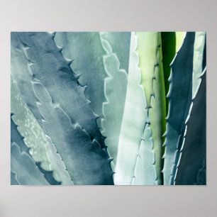 Aloe Poster