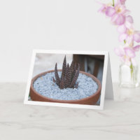 Aloe Twilight Zone Succulent Plant