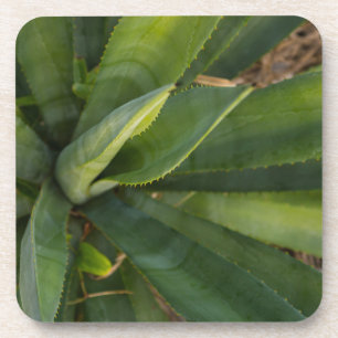 Aloe Vera Coaster