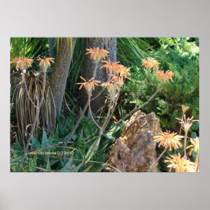 Aloe Vera Garden Poster