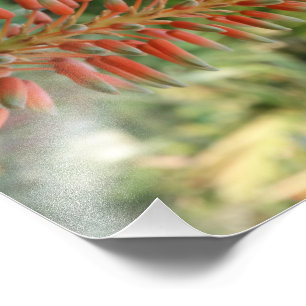 Aloe Vera Photo Kodak  Photo Paper (Satin) Print