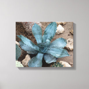 Aloe Vera Plant Photo Wrapped Canvas Print