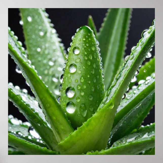 Aloe Vera plant Poster (Front)