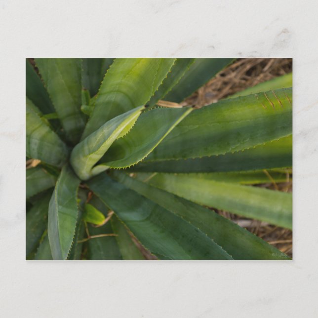 Aloe Vera Postcard (Front)