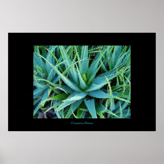 Aloe Vera Poster (Front)