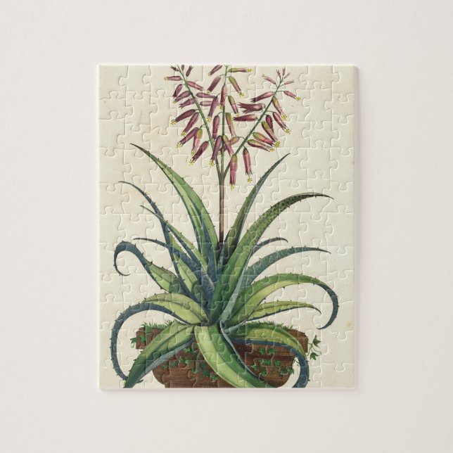 Aloe Vera Vulgaris, from 'Phytographia Curiosa', p Jigsaw Puzzle (Vertical)
