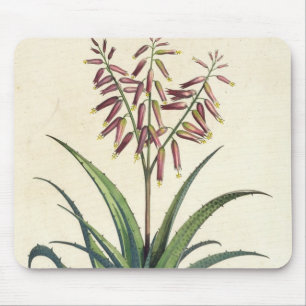 Aloe Vera Vulgaris, from 'Phytographia Curiosa', p Mouse Pad