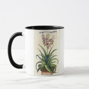 Aloe Vera Vulgaris, from 'Phytographia Curiosa', p Mug