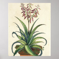 Aloe Vera Vulgaris, from 'Phytographia Curiosa', p