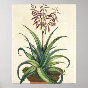Aloe Vera Vulgaris, from 'Phytographia Curiosa', p Poster