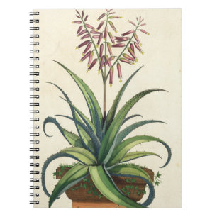 Aloe Vera Vulgaris, from 'Phytographia Curiosa', p Spiral Notebook