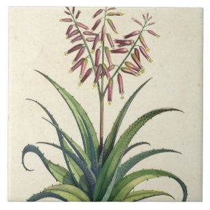 Aloe Vera Vulgaris, from 'Phytographia Curiosa', p Tile