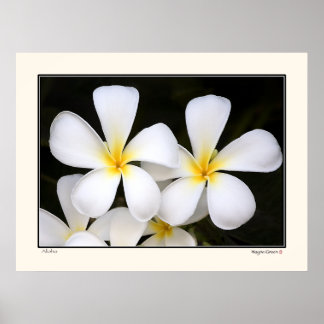 Aloha -Frangipani Blossoms - Hawaii Poster